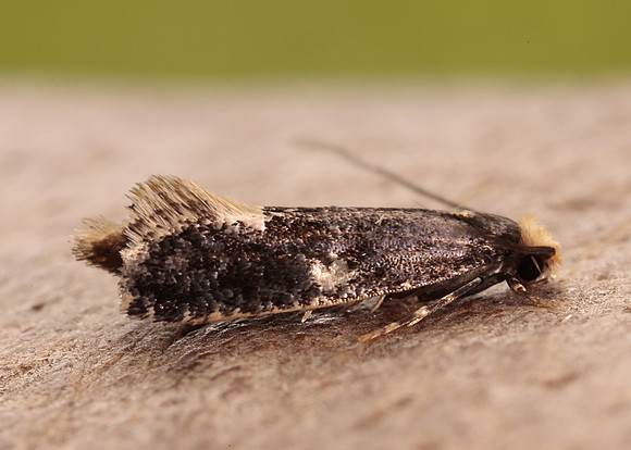 12.037 BF228 Monopis weaverella