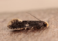 12.037 BF228 Monopis weaverella