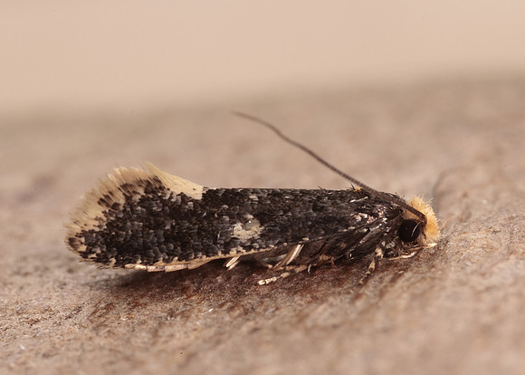 12.037 BF228 Monopis weaverella