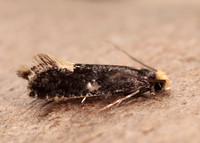 12.037 BF228 Monopis weaverella