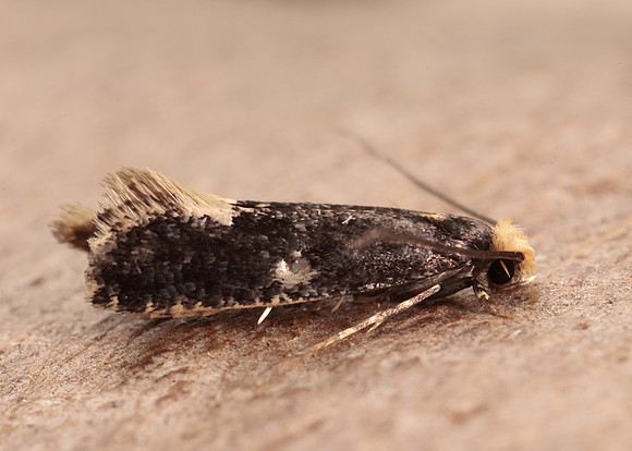 12.037 BF228 Monopis weaverella