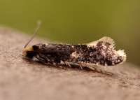 12.037 BF228 Monopis weaverella