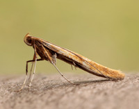 15.004 BF282 Caloptilia elongella