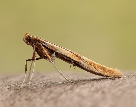 15.004 BF282 Caloptilia elongella