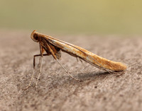 15.004 BF282 Caloptilia elongella