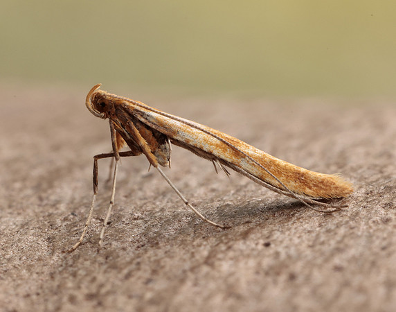 15.004 BF282 Caloptilia elongella