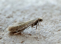15.015 BF294 Aspilapteryx tringipennella
