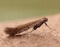 15.015 BF294 Aspilapteryx tringipennella