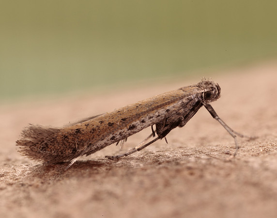 15.015 BF294 Aspilapteryx tringipennella