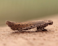 15.015 BF294 Aspilapteryx tringipennella
