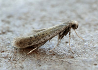 15.015 BF294 Aspilapteryx tringipennella