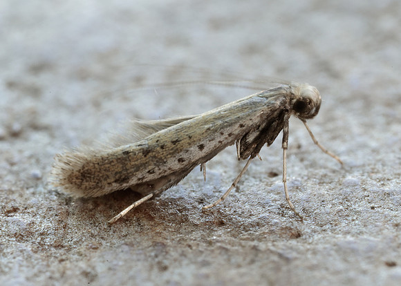 15.015 BF294 Aspilapteryx tringipennella