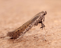 15.015 BF294 Aspilapteryx tringipennella