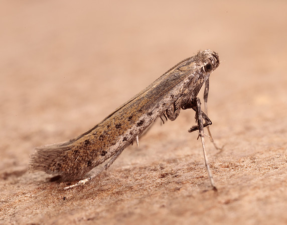15.015 BF294 Aspilapteryx tringipennella