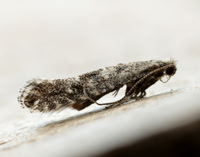 15.029 BF304 Parornix devoniella