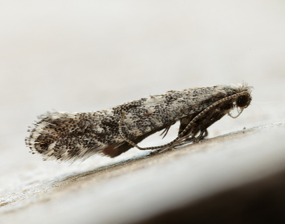 15.029 BF304 Parornix devoniella