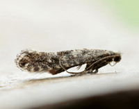 15.029 BF304 Parornix devoniella