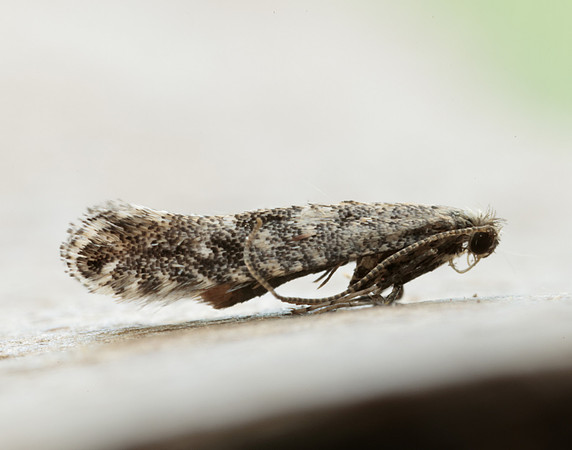 15.029 BF304 Parornix devoniella