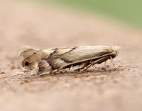 15.034 BF315 Phyllonorycter harrisella
