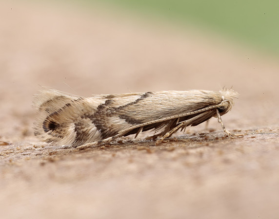 15.034 BF315 Phyllonorycter harrisella