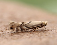 15.034 BF315 Phyllonorycter harrisella