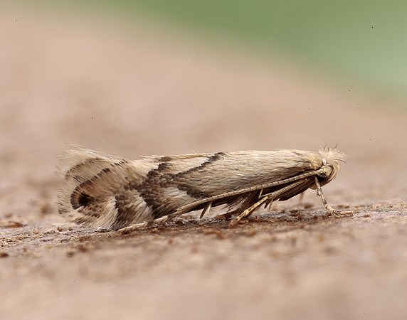 15.034 BF315 Phyllonorycter harrisella