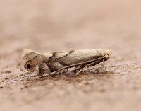 15.034 BF315 Phyllonorycter harrisella
