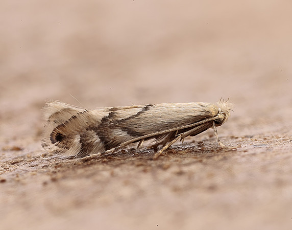 15.034 BF315 Phyllonorycter harrisella
