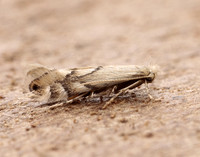 15.034 BF315 Phyllonorycter harrisella