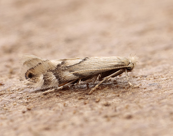 15.034 BF315 Phyllonorycter harrisella