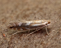 15.063 BF341 Phyllonorycter maestingella