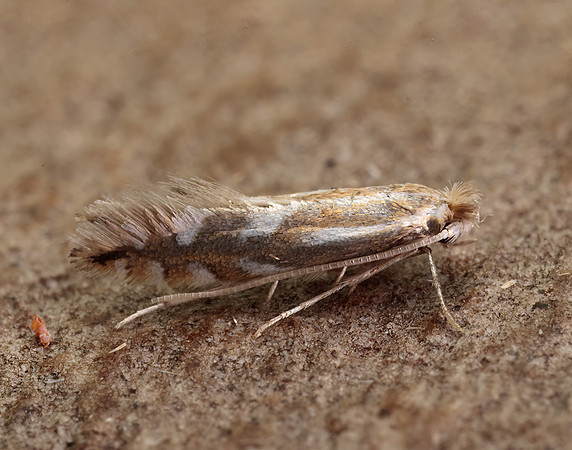 15.063 BF341 Phyllonorycter maestingella