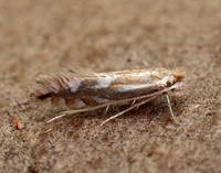 15.063 BF341 Phyllonorycter maestingella
