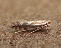15.063 BF341 Phyllonorycter maestingella