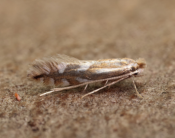 15.063 BF341 Phyllonorycter maestingella