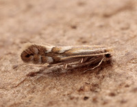 15.063 BF341 Phyllonorycter maestingella