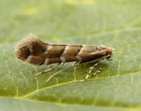 15.089 BF366a Horse Chestnut Leaf-miner Cameraria ohridella