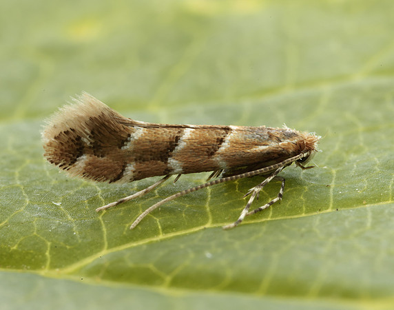 15.089 BF366a Horse Chestnut Leaf-miner Cameraria ohridella