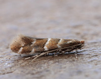15.089 BF366a Horse Chestnut Leaf-miner Cameraria ohridella