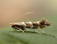 15.089 BF366a Horse Chestnut Leaf-miner Cameraria ohridella