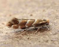 15.089 BF366a Horse Chestnut Leaf-miner Cameraria ohridella