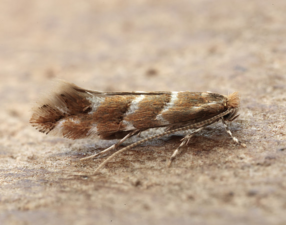 15.089 BF366a Horse Chestnut Leaf-miner Cameraria ohridella