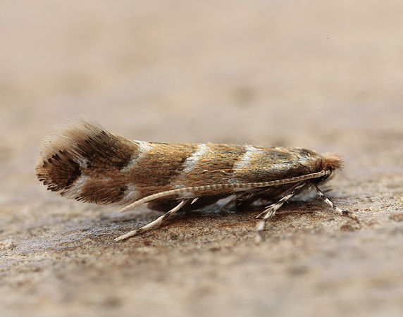 15.089 BF366a Horse Chestnut Leaf-miner Cameraria ohridella