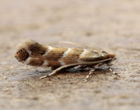 15.089 BF366a Horse Chestnut Leaf-miner Cameraria ohridella