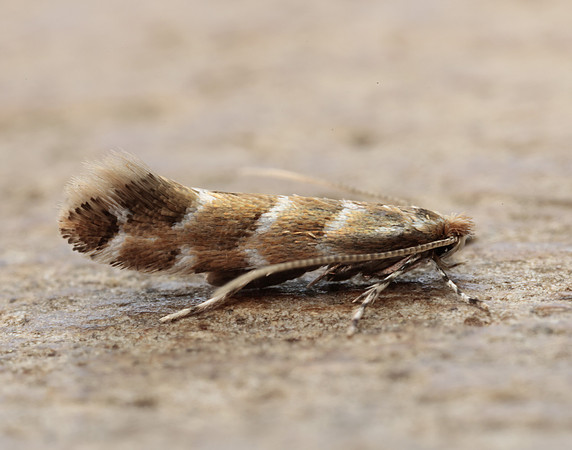 15.089 BF366a Horse Chestnut Leaf-miner Cameraria ohridella