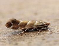 15.089 BF366a Horse Chestnut Leaf-miner Cameraria ohridella