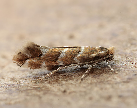 15.089 BF366a Horse Chestnut Leaf-miner Cameraria ohridella
