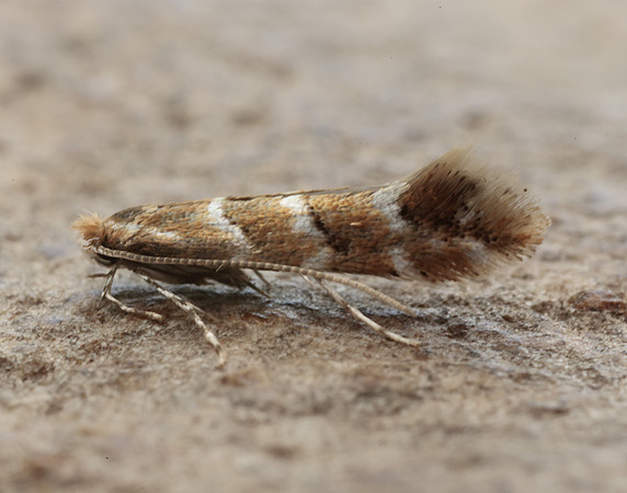 15.089 BF366a Horse Chestnut Leaf-miner Cameraria ohridella