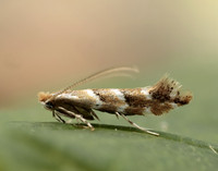 15.089 BF366a Horse Chestnut Leaf-miner Cameraria ohridella