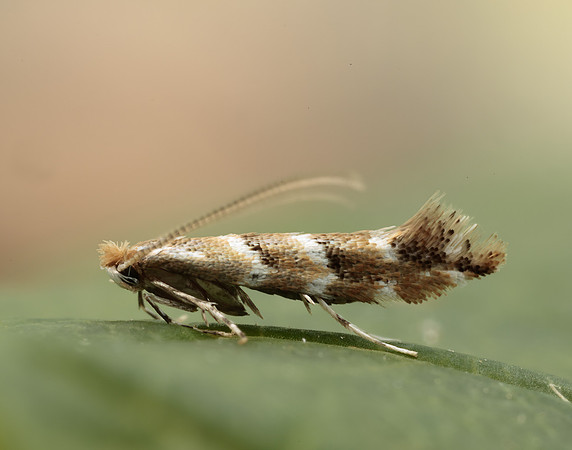 15.089 BF366a Horse Chestnut Leaf-miner Cameraria ohridella